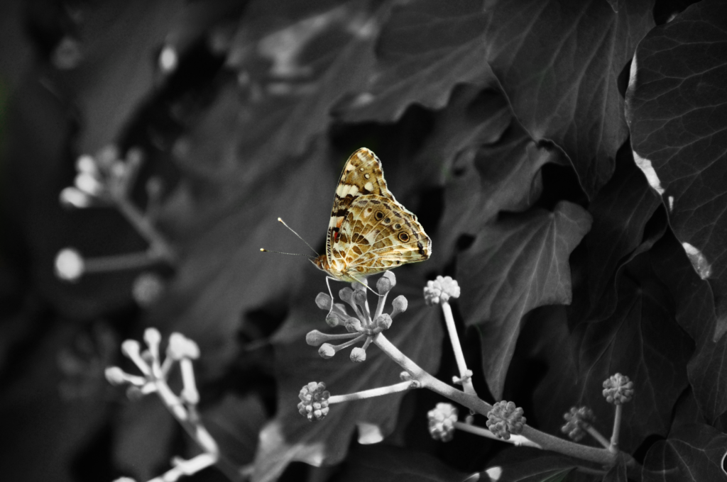 _DSC6737-1 grey
